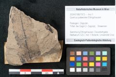 Foto (Objekt + Etikett) von Quercus palaeoilex Ettingshausen (NHMW-GEO-2024-0188-7972)